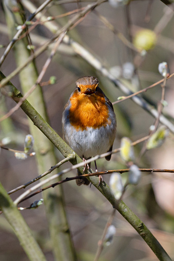 Front view close-up of an adult European robin (Erithacus Rubecula) sunbathing in a tree on a sunny springtime day, looking at the camera