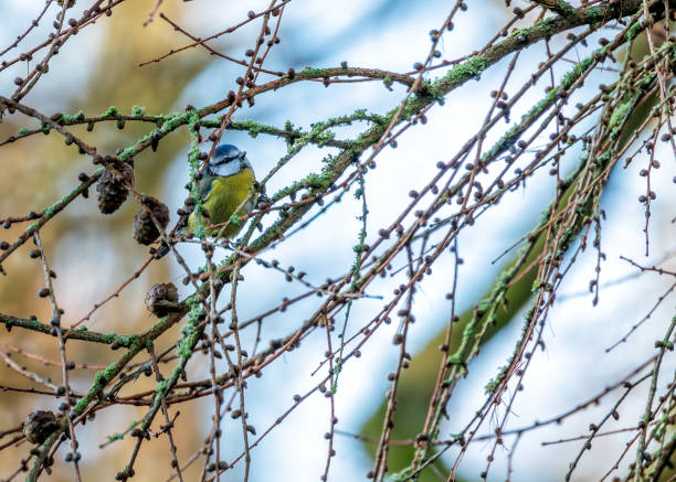 istock Blue Tit (Cyanistes caeruleus) Outdoors 1917244508