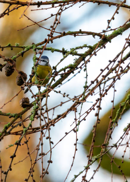 Blue Tit (Cyanistes caeruleus) Outdoors
