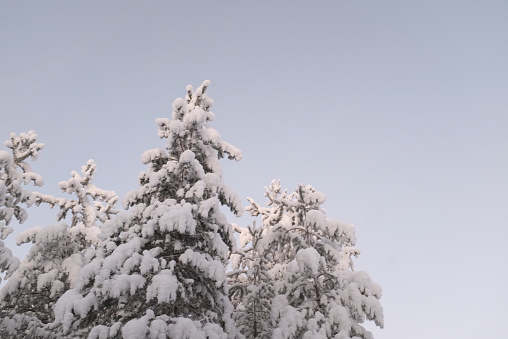 Fir tree and adobes covered in white snow landscape in Lapland, Finland