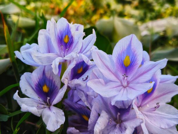 Purple colour Flowers of water hyacinth