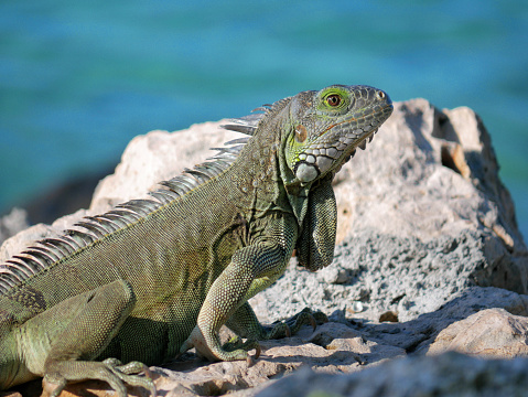 Iguana lizard on the rock beach at the background of the sea.