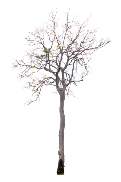 istock Isolated Trees on white background. Diversity of trees. 1917258280