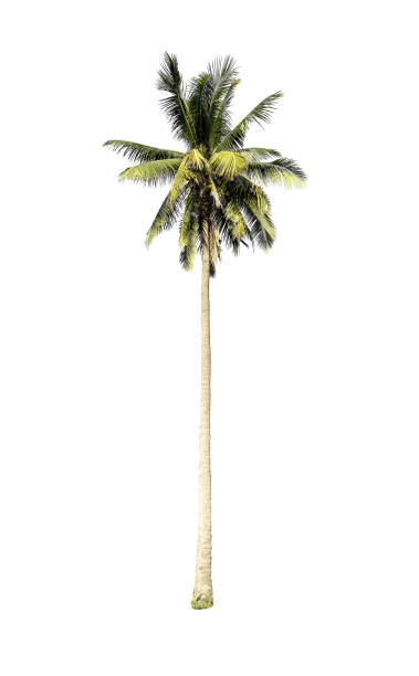 istock Isolated Trees on white background. Diversity of trees. 1917262585