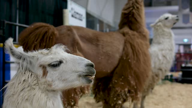 The little camels that are loved all over the world Alpacas