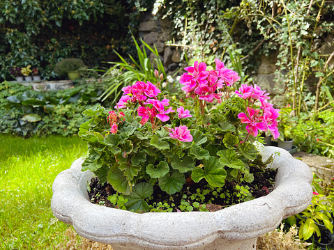 Geranium flowers in white stone pot