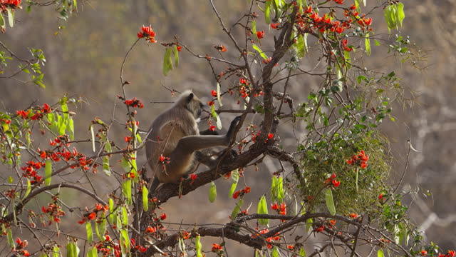 Hanuman Langur or Langoor sitting on a Palash tree eating palash flowers