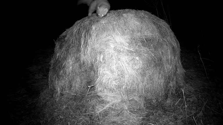 Marten Mustela in night looking for food hay stack, trail camera