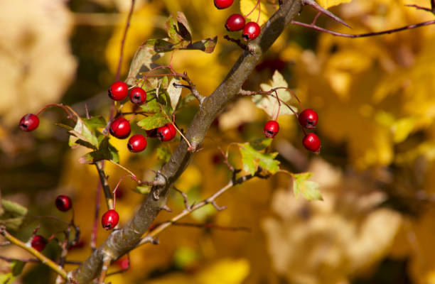 istock Red berries with autumn colors in the background 1917323466