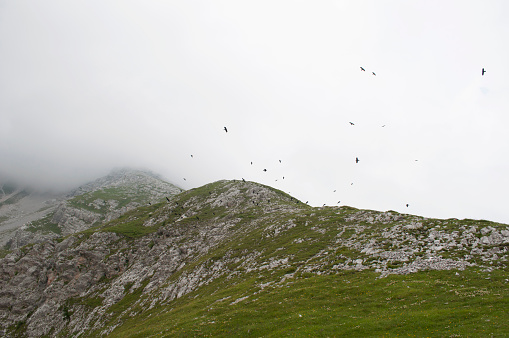 Birds Flying on the Top of Mount Arera During a Cloudy Summer Day. Oltre il Colle, Bergamo Province, Italian Alps