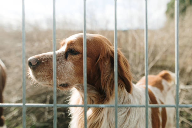 istock Dog across the fence 1917323475