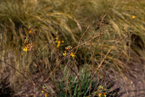 Scarlet Gilia, Ipomopsis aggregata, by South Lake near Bishop Creek,  Inyo National Forest, California. Polemoniaceae.