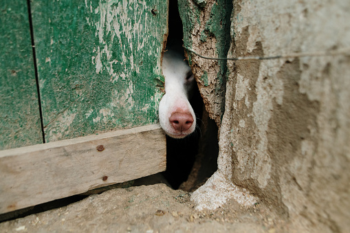 A dog getting its nose out of a hole
