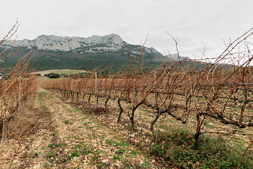 Vineyards in winter in La Rioja, Spain