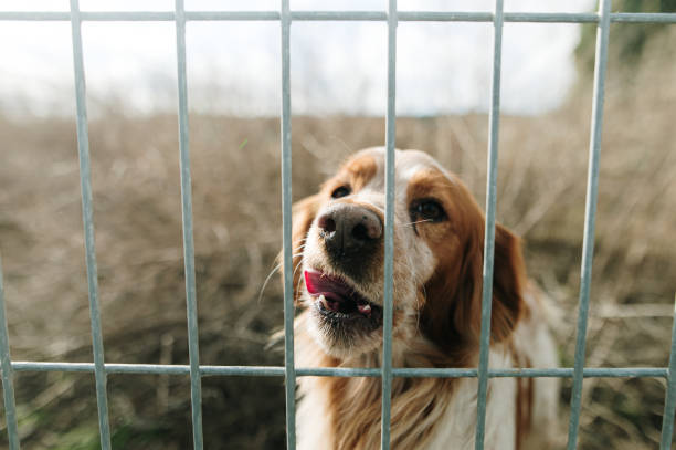 istock Dog across the fence 1917324052