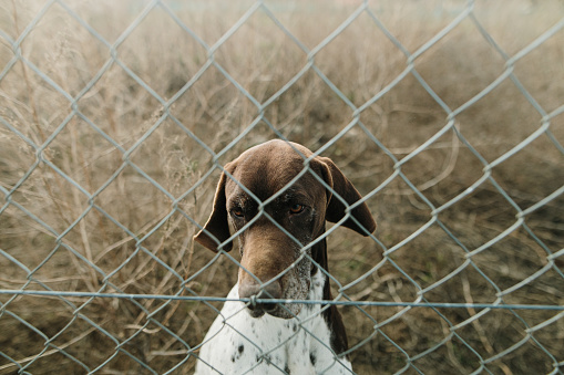 A hound dog across the fence