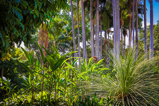 Botanical Gardens, Townsville