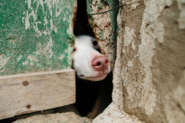 istock Dog coming out of a hole 1917324780