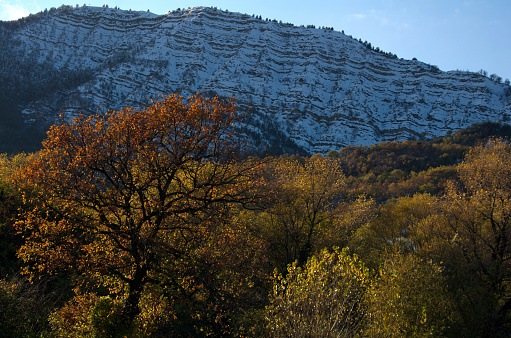 trees in autumn dress against a snow-capped mountain
