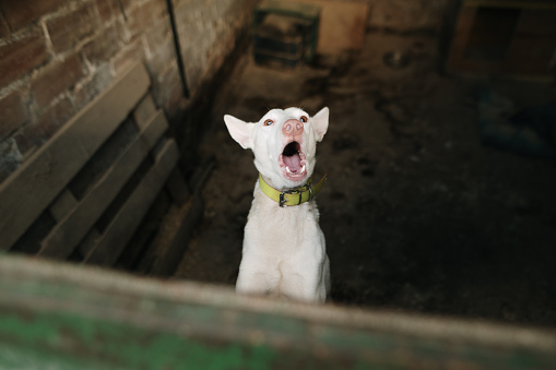 A dog barking in a kennel