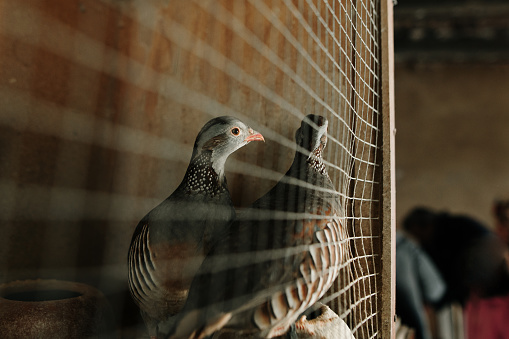 Partridges in a cage in a farm