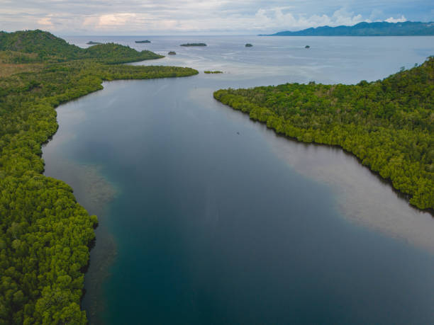 istock Mangrove Forest ini Hanunu Village in West Seram, Maluku 1917331678