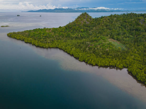 istock Mangrove Forest ini Hanunu Village in West Seram, Maluku 1917333781