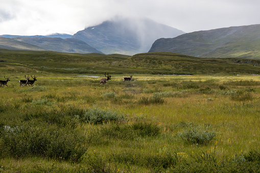 herd of wild reindeers on a wide grass area, wilderness at its purest