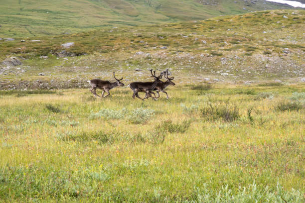 istock Wild reindeers in Sweden, summer 1917338119
