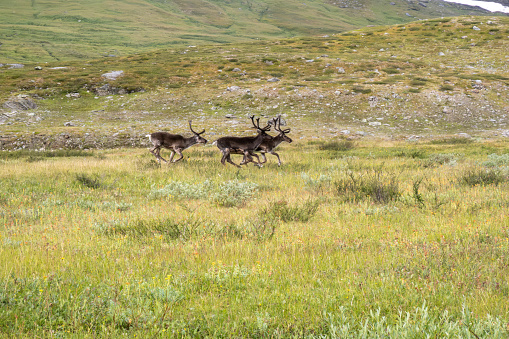 herd of wild reindeers on a wide grass area, wilderness at its purest