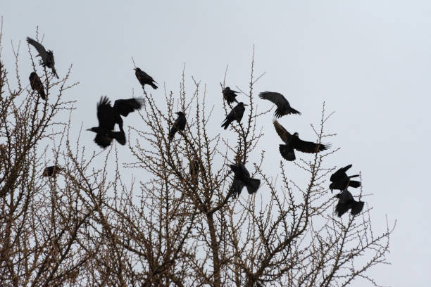 istock A flock of crows sits on a tree in winter 1917347197