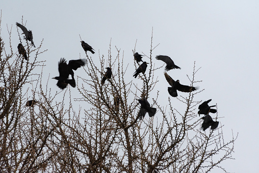 A flock of crows sits on a tree in winter