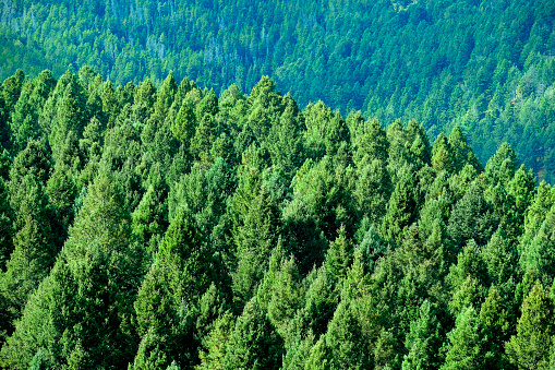 Detail of lush green pine forest forrest trees environment preservation