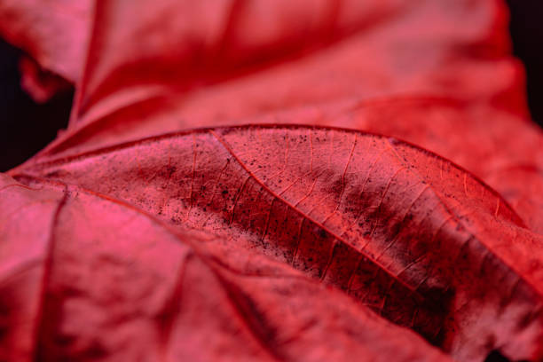 istock Close-up of a dry maple leaf in red light 1917347216
