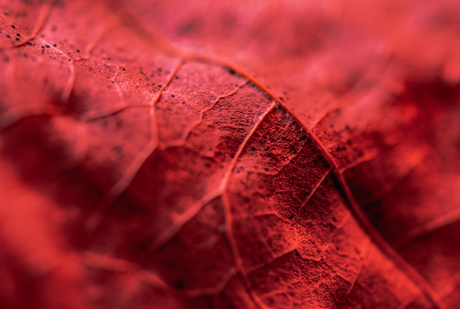 Close-up of a dry maple leaf in red light