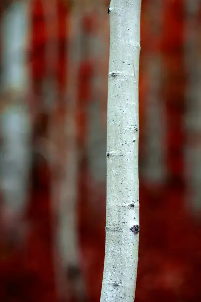 Detail of Aspen tree in fall autumn selective focus blurred background white trunk texture
