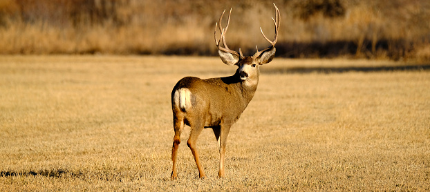 Mule deer or buck male animal in wilderness with antlers horms in field