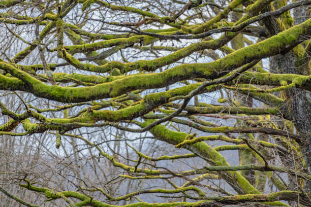 istock Old oaks covered with moss in a mountain forest 1917348316