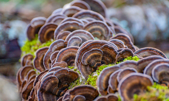 Trametes versicolor on a stump in the forest