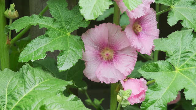 Closeup of blooming pink hollyhock flowers with water drops