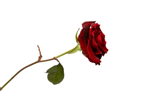 istock Beautiful red rose isolated on white background. 1917356390