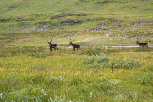 Reindeer grazing in the snow during winter in Northern Norway. The Reindeer are living in a natural environment.