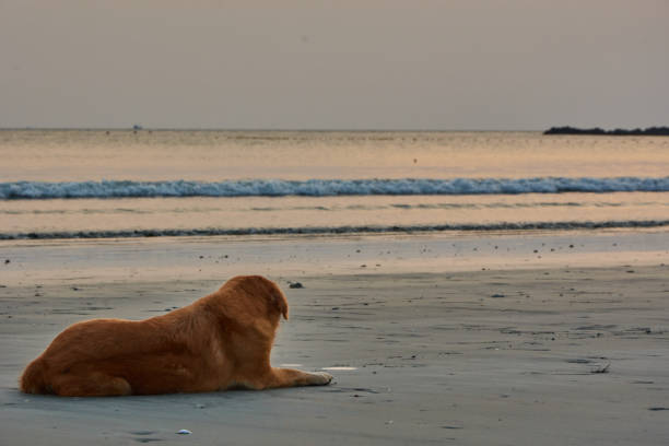 cute dog looking at the sea