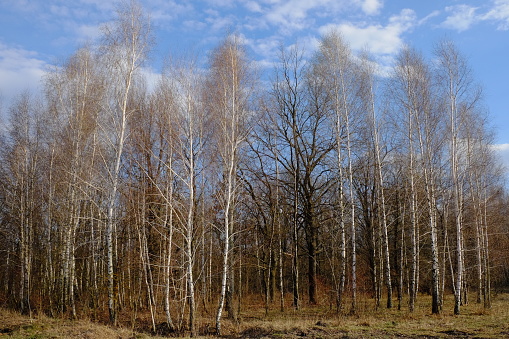 Blue sky with white clouds over a small birch grove. Landscape.