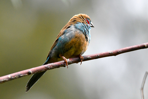he red-cheeked cordon-bleu or red-cheeked cordonbleu (Uraeginthus bengalus) is a small passerine bird in the family Estrildidae. This estrildid finch is a resident breeding bird in drier regions of tropical Sub-Saharan Africa. Red-cheeked cordon-bleu has an estimated global extent of occurrence of 7,700,000 km2