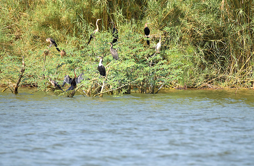 The white-breasted cormorant (Phalacrocorax lucidus) is much like the widespread great cormorant and if not a regional variant of the same species, is at least very closely related. It is distinguished from other forms of the great cormorant by its white breast and by the fact that subpopulations are freshwater birds. Phalacrocorax lucidus is not to be confused with the smaller and very different endemic South Australian black-faced cormorant, which also is sometimes called the white-breasted cormorant.