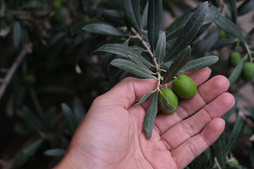 Close-up shot of unrecognizable hand holding a green olive from the tree branch