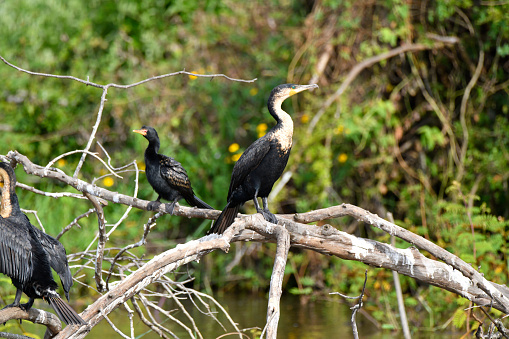 The white-breasted cormorant (Phalacrocorax lucidus) is much like the widespread great cormorant and if not a regional variant of the same species, is at least very closely related. It is distinguished from other forms of the great cormorant by its white breast and by the fact that subpopulations are freshwater birds. Phalacrocorax lucidus is not to be confused with the smaller and very different endemic South Australian black-faced cormorant, which also is sometimes called the white-breasted cormorant.