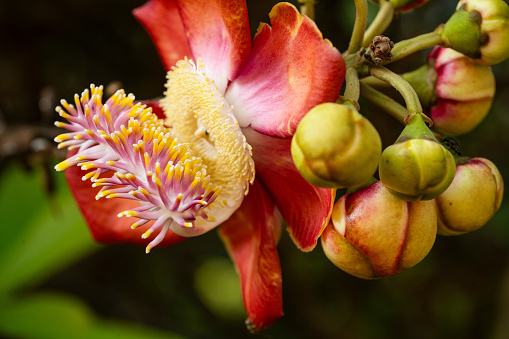 Close-up photograph of the rare cannonbal tree flower in tropical climates.