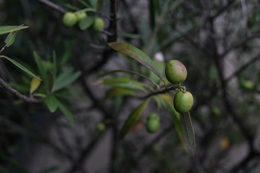 Close-up shot of green olives tree